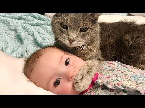 Cute baby's vs cute animals - Videothiki