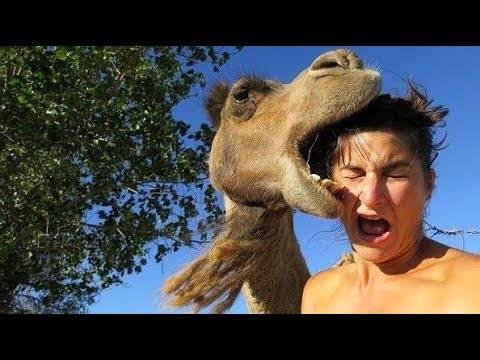 Funny animal attacks on humans - Videothiki